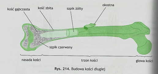 weronika on emaze