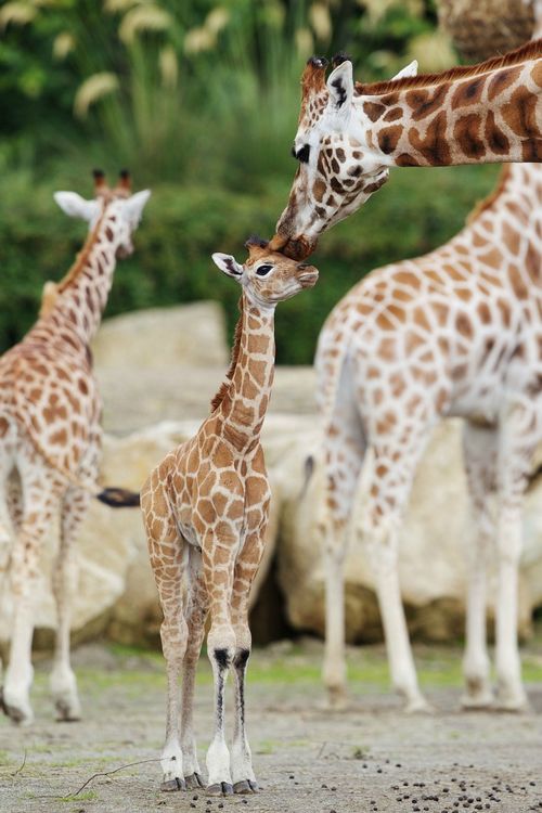 West AfricanGiraffe By Karolyndelosreyes1 On Emaze West AfricanGiraffe By Karolyndelosreyes1 On Emaze