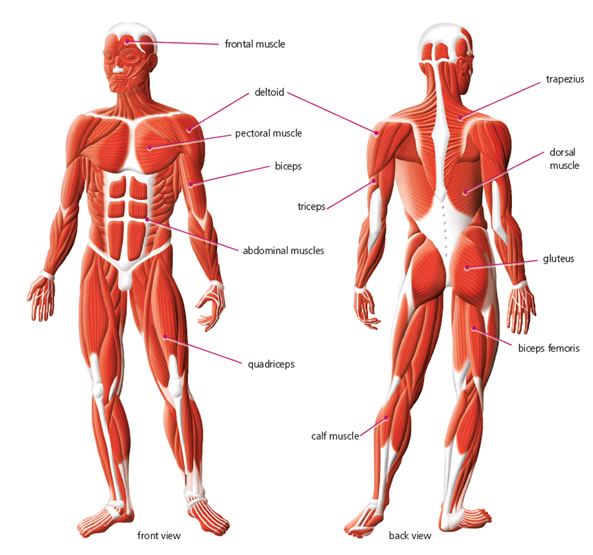 Muscle groups. Мышечная система человека. Мышцы трицепса. Бицепс и трицепс это мышцы. Мышцы человека бицепс трицепс.