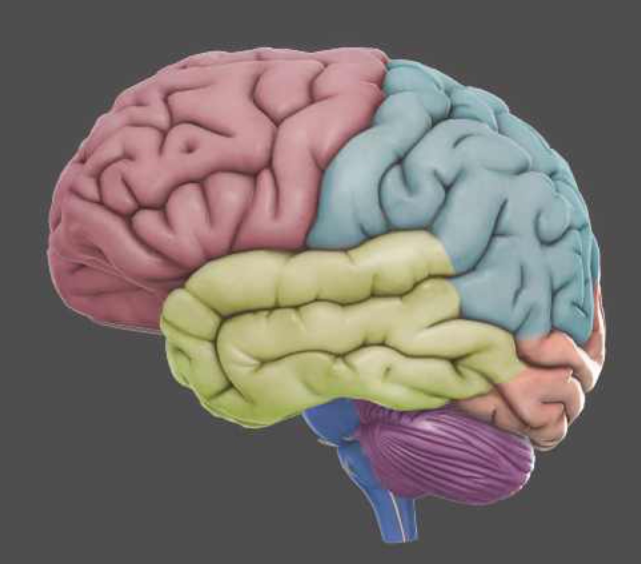 Приложение brain. Мозг 3д Минимализм.