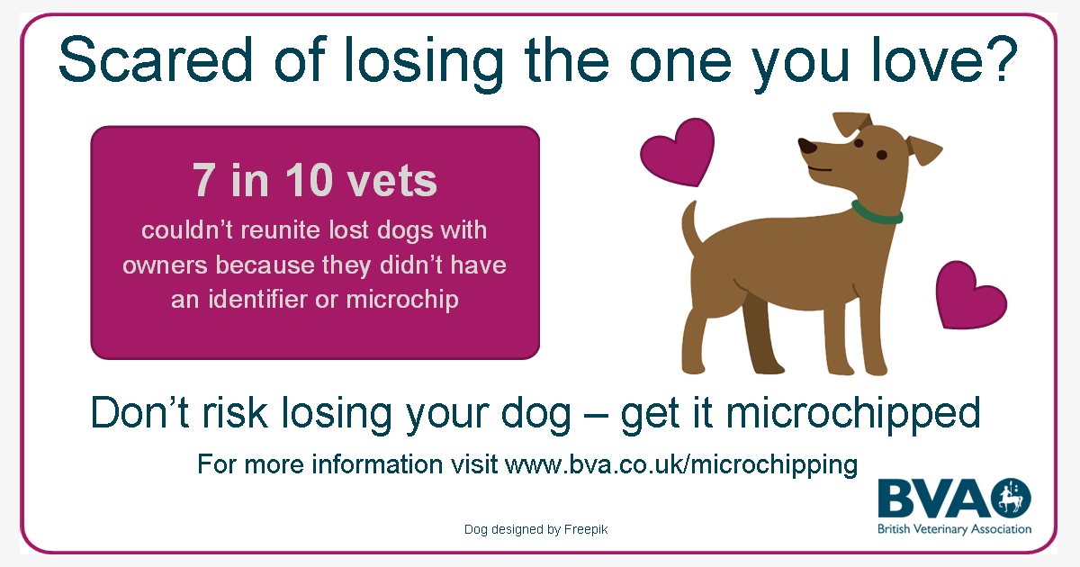 Microchipping dogs on emaze