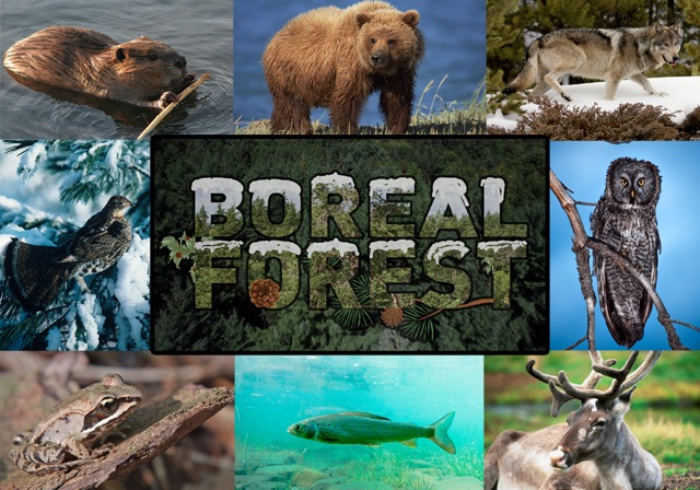 8 Facts About Canada S Boreal Forest
