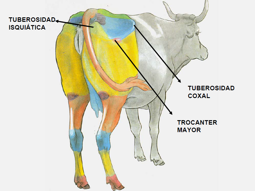 Anatomia On Emaze