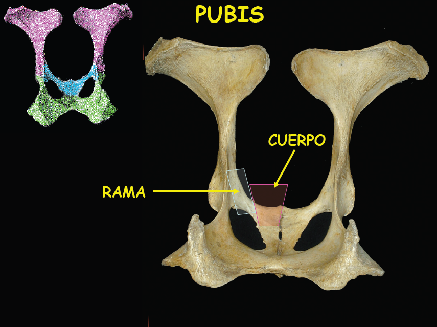 Anatomia On Emaze