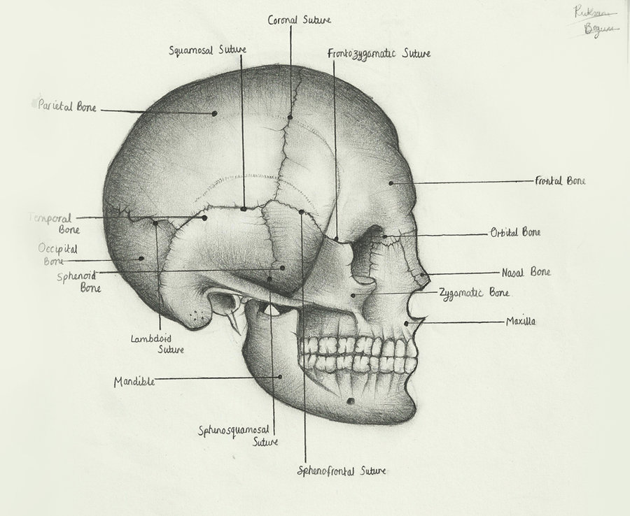 Кости черепа человека анатомия рисунок с подписями