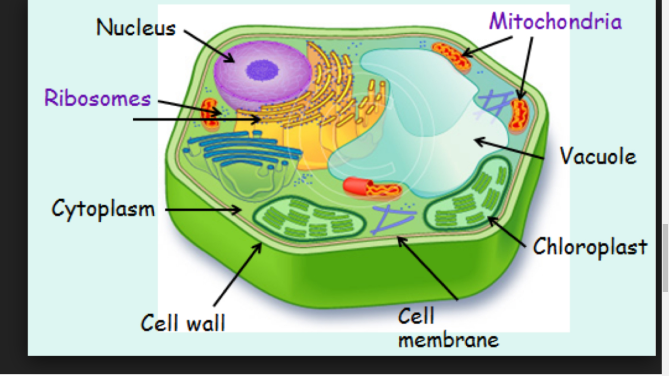 Plant Cell drawn
