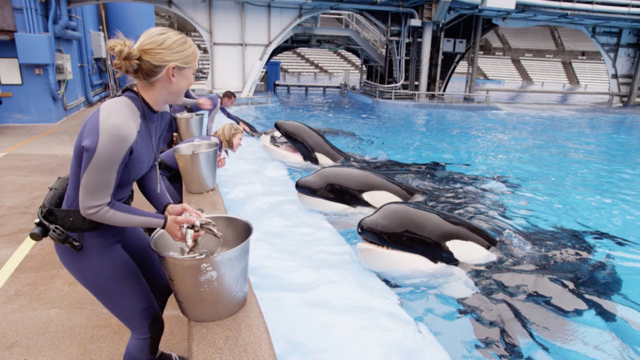 Orcas In Captivity at emaze Presentation