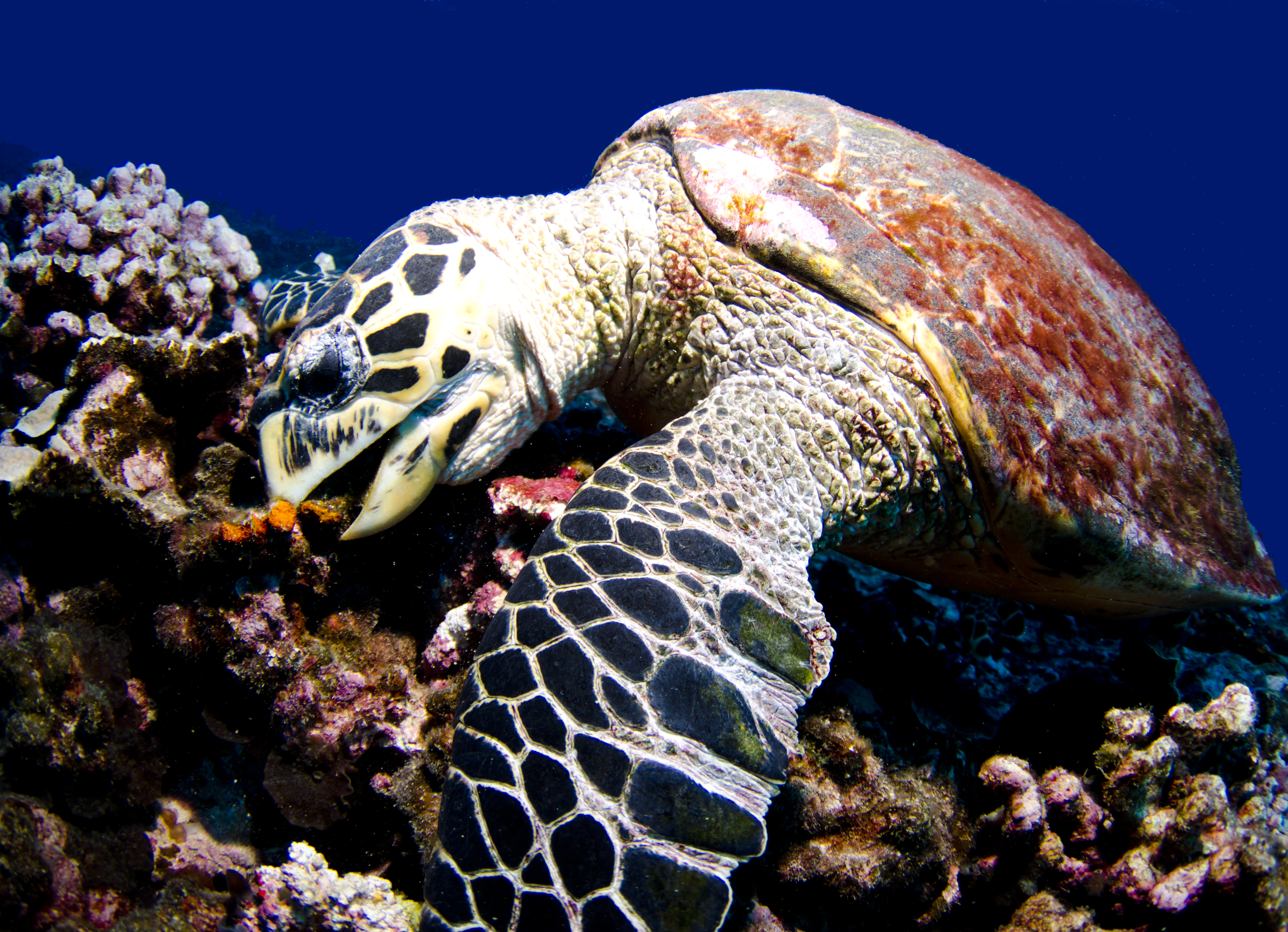 Turtle 1. Eretmochelys imbricata — бисса. Черепаха Хоксбилла. Hawksbill Sea Turtle. Морская черепаха хищник.