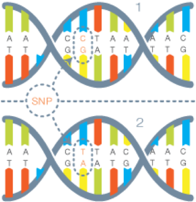 Snp. SNPS генетика. Однонуклеотидных полиморфизмов (SNP. Single nucleotide polymorphism. СНП человека.