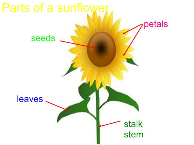 Sunflower's Parts. Диаграмма подсолнечника обыкновенного. Sunflower Parts of the Sunflower. Match the Words with the Ports of a Sunflower нарисоуат рисунки а светах.