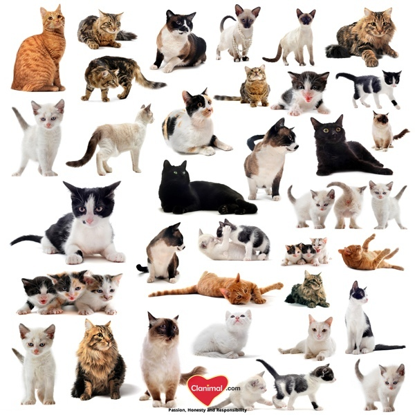 Types of cats at emaze Presentation