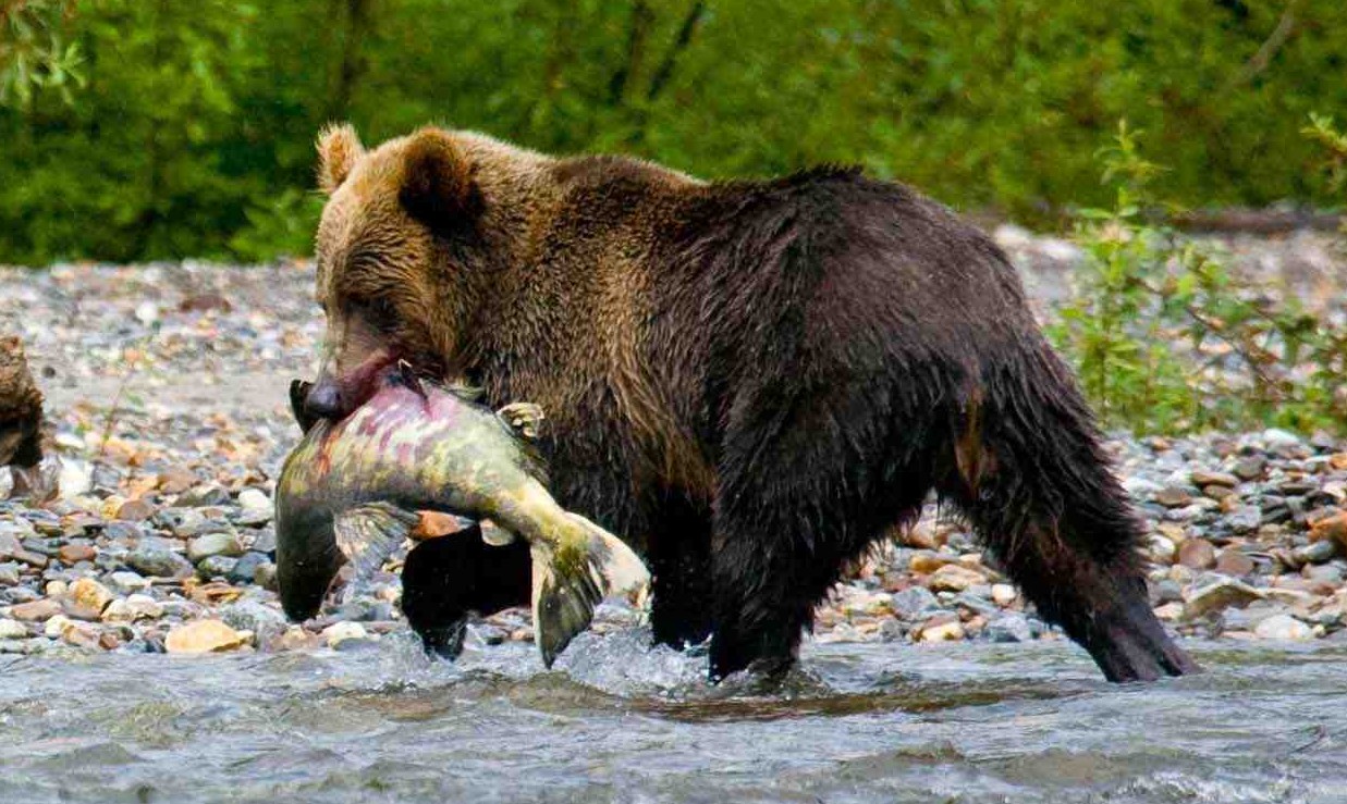 Питание медведя. Северная Америка медведь Гризли. Медведь Гризли в Канаде. Вес медведя Гризли. Сибирский бурый медведь и Гризли.