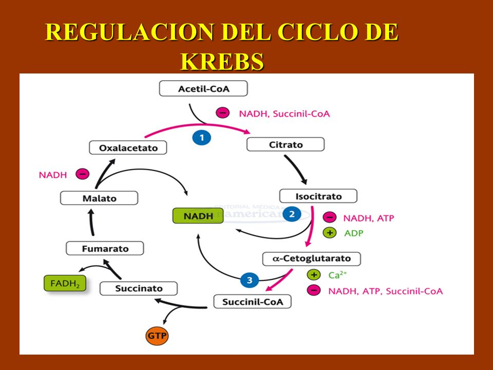 ciclo-de-krebs-on-emaze