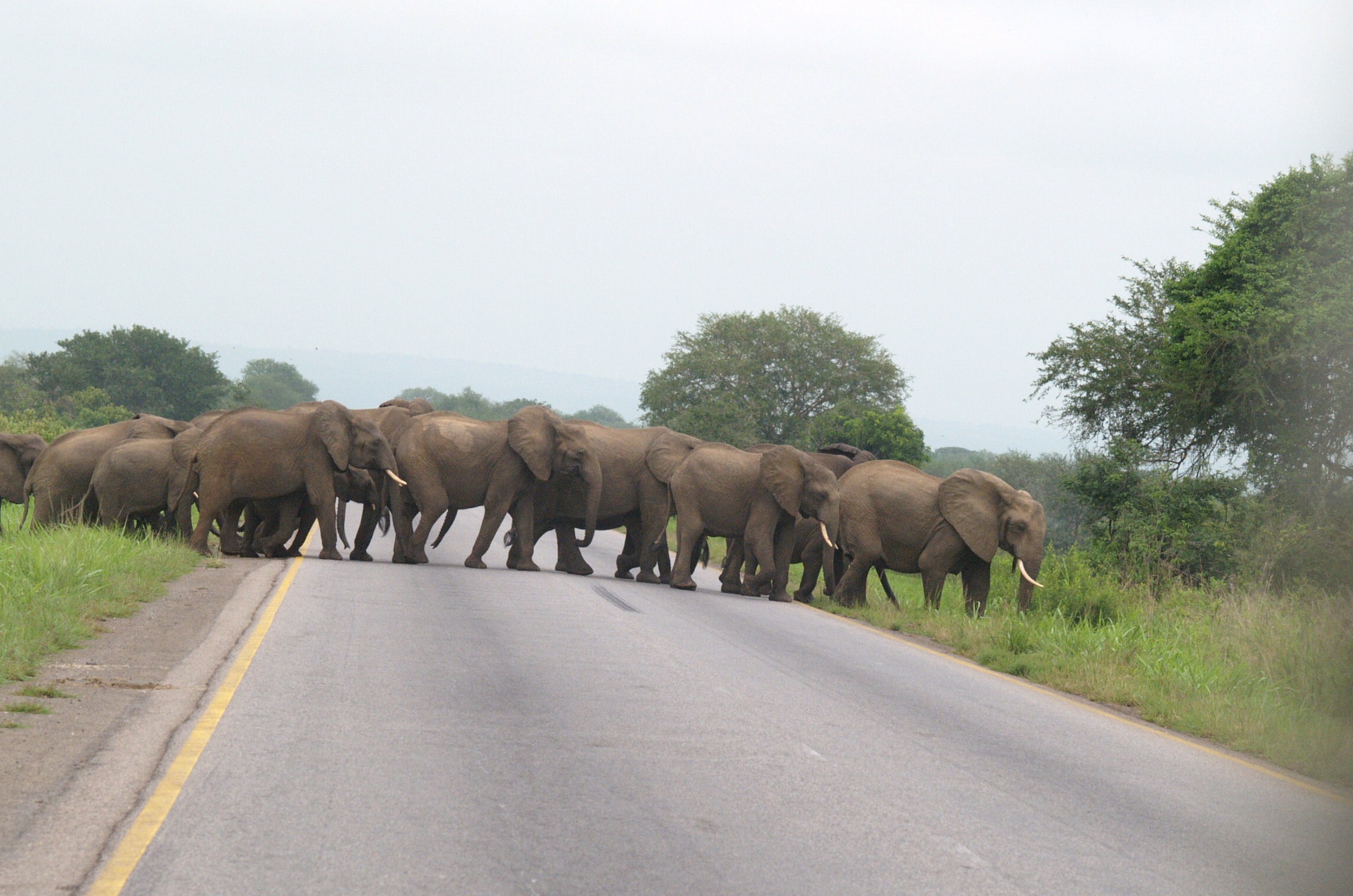 Elephants time. Парк Микуми. Национальный парк Танзании Китуло. Однодневное сафари Микуми. Парк Селус.