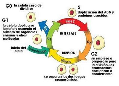 Resultado de imagen para fase g2