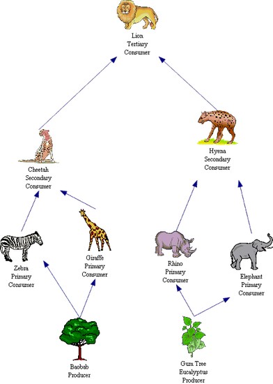 Elephant at emaze Presentation Biology Diagrams