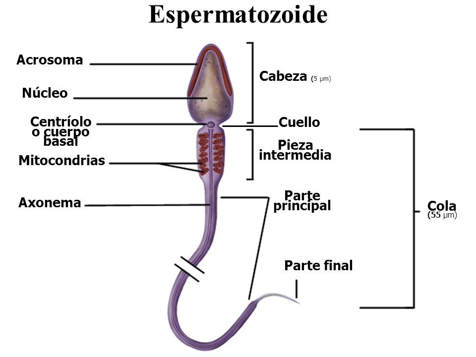 Como se fecunda un ovulo y un espermatozoide