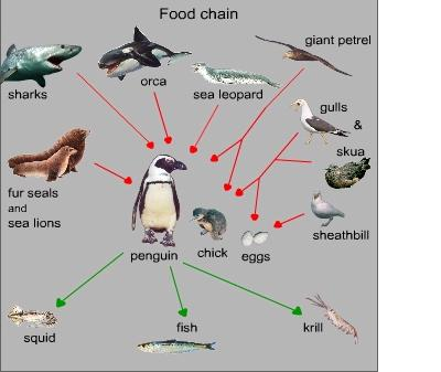 Пищевая цепь мухи. Пищевая цепочка пингвинов. Цепь питания пингвина. Пищевая цепь с пингвином. Классификация животных в биологии Пингвин.