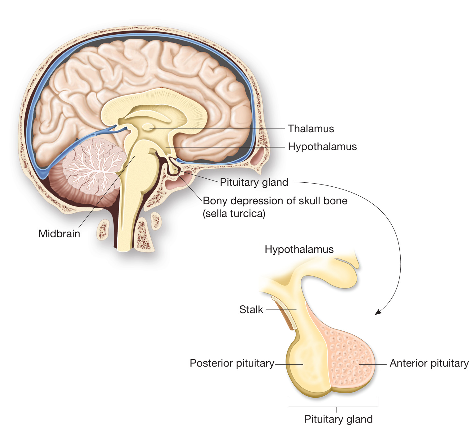 Гипофиз в голове. Мозг анатомия гипофиз. Гипоталамус гипофиз эпифиз. Головной мозг гипоталамус гипофиз. Анатомия турецкого седла и гипофиза.