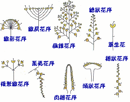 花的花序 on emaze