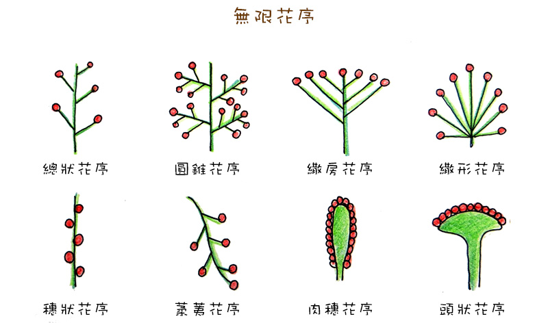 花的花序 on emaze