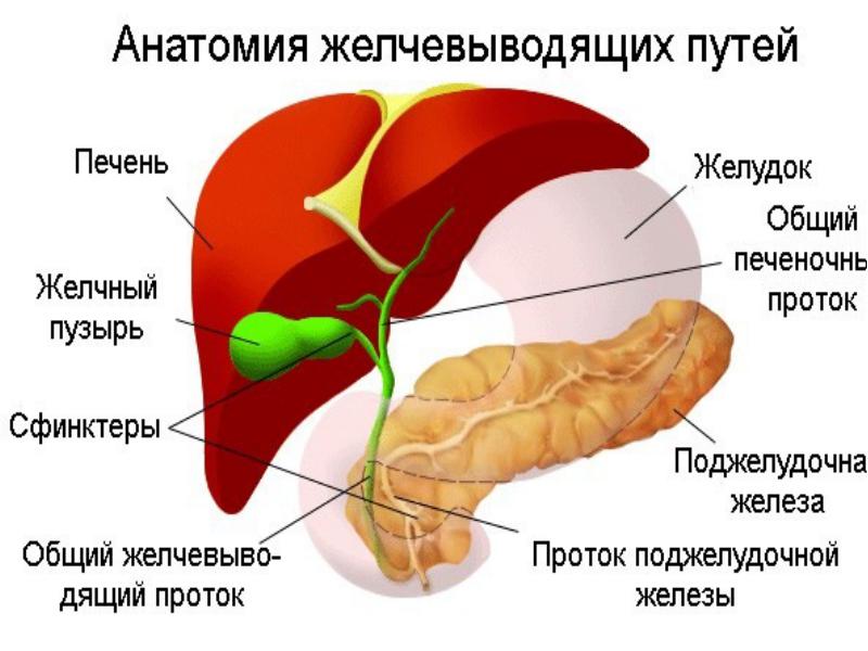 Рисунок желудка человека