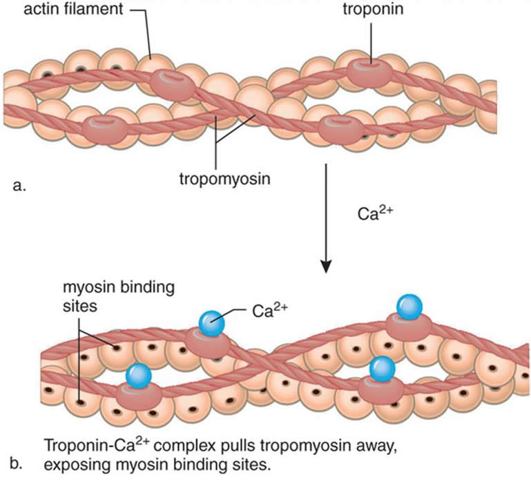 Актин ткань. Актин миозин тропонин. Строение актина. Белок актин. Тропонин и тропомиозин.