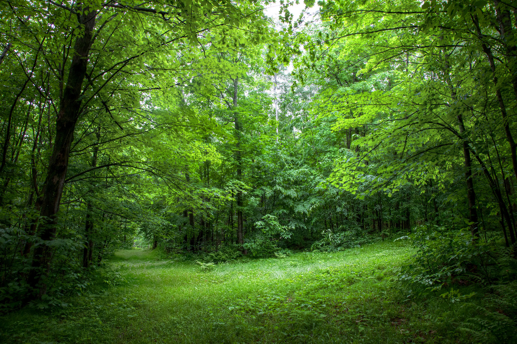 Natural Vegetation On Emaze