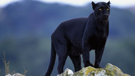 le puma noir le puma noir
