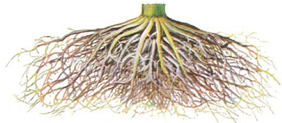 Pivot Roots Anatomy of A Plant at emaze Presentation
