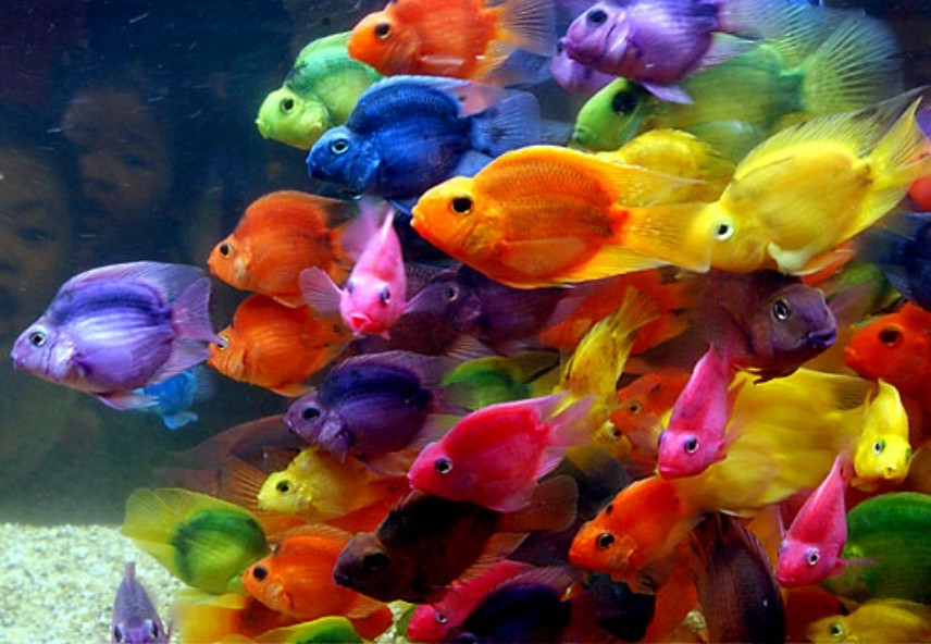 Los Peces Respiran Bajo El Agua Gracias A Ellas