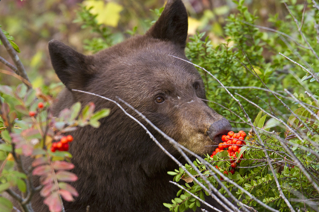 Какие отношения складываются между брусникой и медведем. Питание бурого медведя. Бурый медведь ест. Рацион питания бурого медведя. Бурый медведь питается.