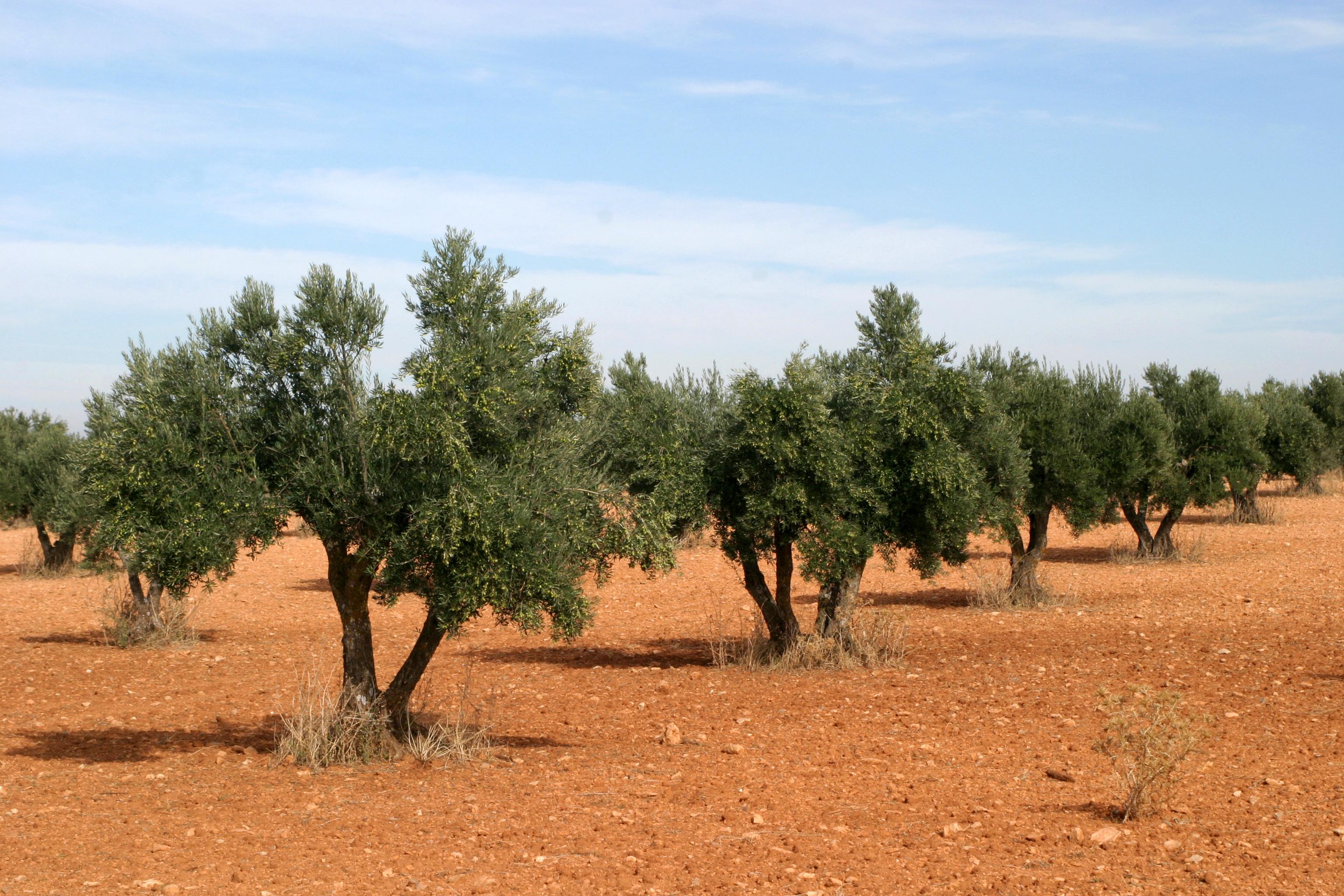 Оливковые деревья Иордания