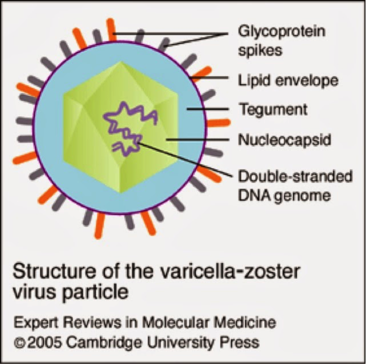 Varicella zoster. Варицелла зостер вирус строение. Вирус ветряной оспы рисунок. Варицелла зостер строение.