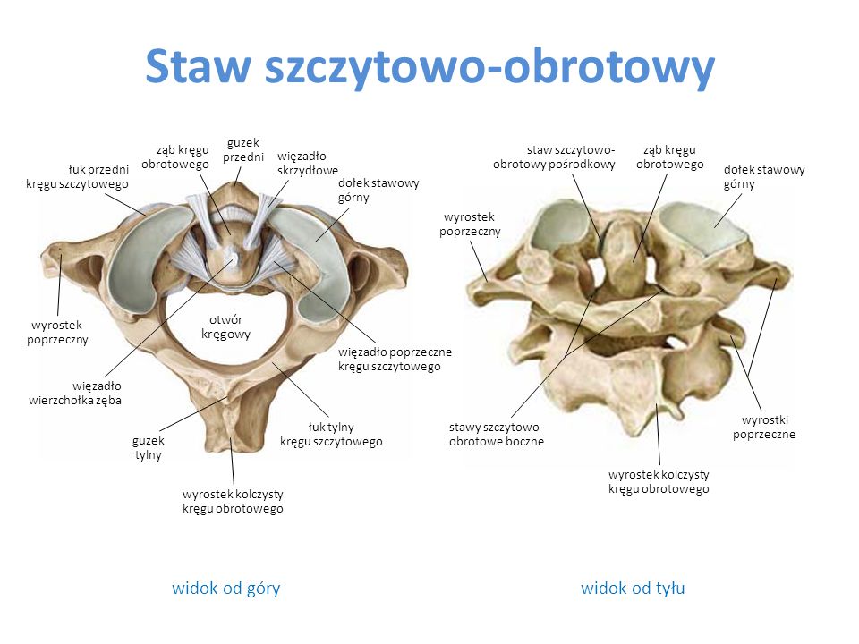 Omów Związek Budowy Czaszki Z Jej Funkcją Health on emaze
