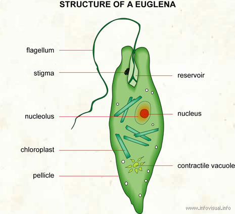 Protist at emaze Presentation