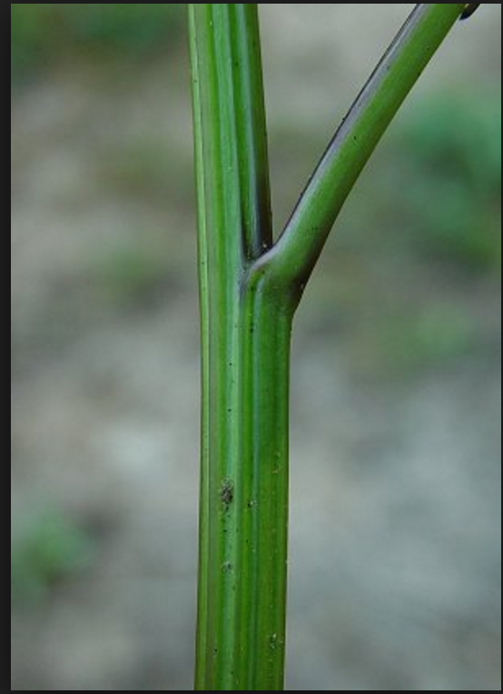 Plant stem. Стебель. Стебель растения. Стебли цветов. Стебельки без цветов.