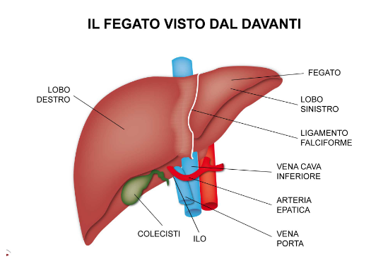 Da Che Parte Sta Il Fegato Il fegato on emaze
