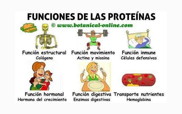 Proteínas On Emaze 9198