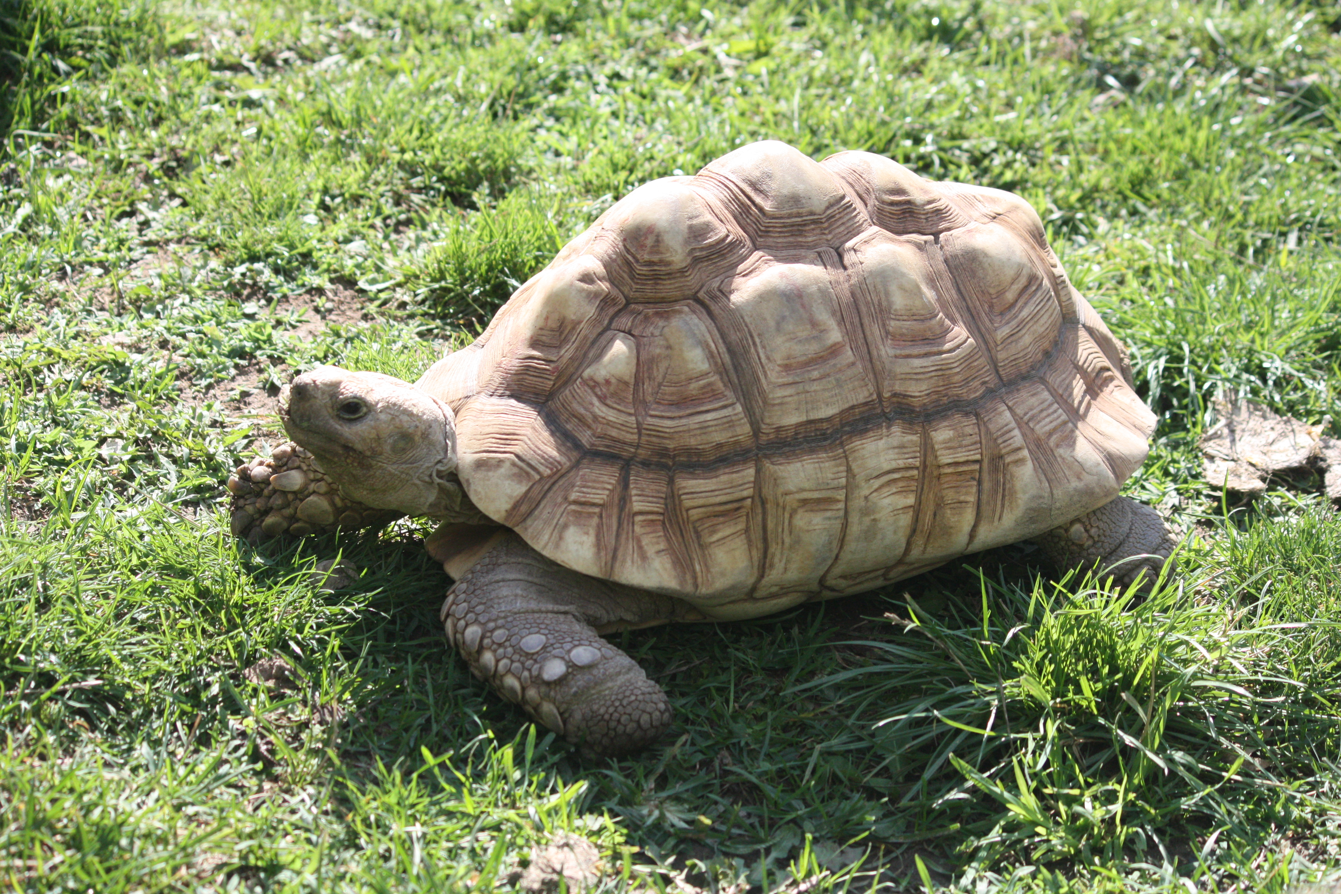 Черепахи живут 300. Сухопутная черепаха. Сухопутная черепаха Среднеазиатская малыши. Черепахи домашние Сухопутные. Черепаха домашняя.