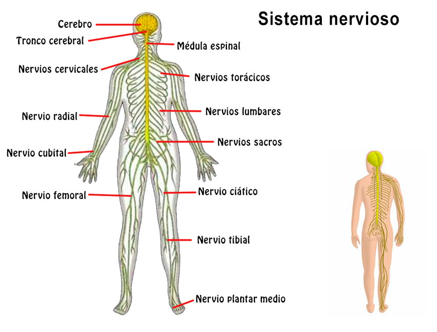 Que significa ser autonomo