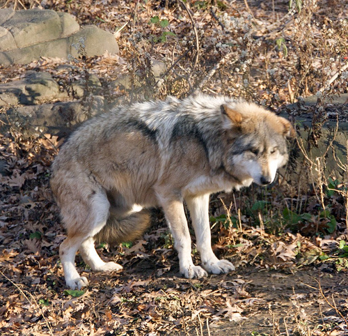 Wolves On Emaze wolves-on-emaze
