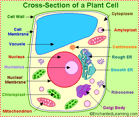 Plant Cell By Tiaralewis On Emaze