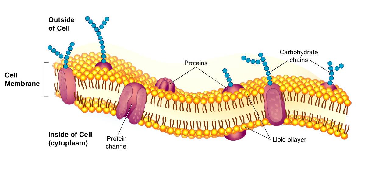 Membrane. Плазматическая мембрана. Мембрана клетки. Cell membrane. Клеточная мембрана проводник.