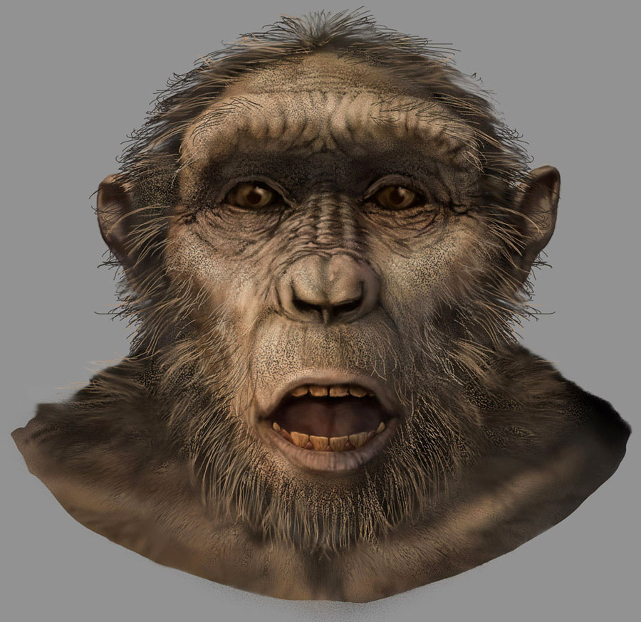 Sahelanthropus Tchadensis On Emaze