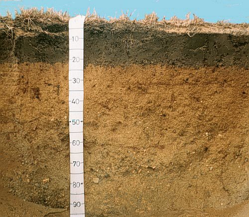 Структура песчаной почвы. Почвенный профиль песчаной почвы. Подзолистая Песчаная почва. Дерново-подзолистые почвы. Подзолисто желтоземные.