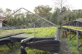 vivero de itaipu at emaze Presentation