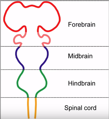 The Brain at emaze Presentation