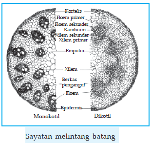 Biologi By Etaniakren On Emaze Biologi By Etaniakren On Emaze
