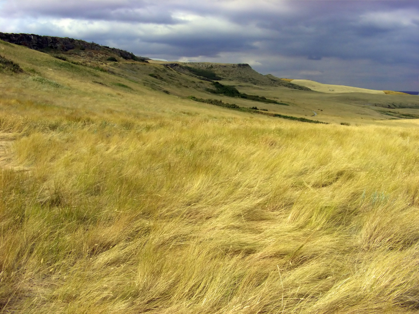 What are examples of temperate grassland vegetation?